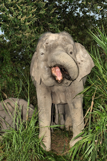 BorneoPigmyElephant_Sukau_0254 (65)_m.jpg